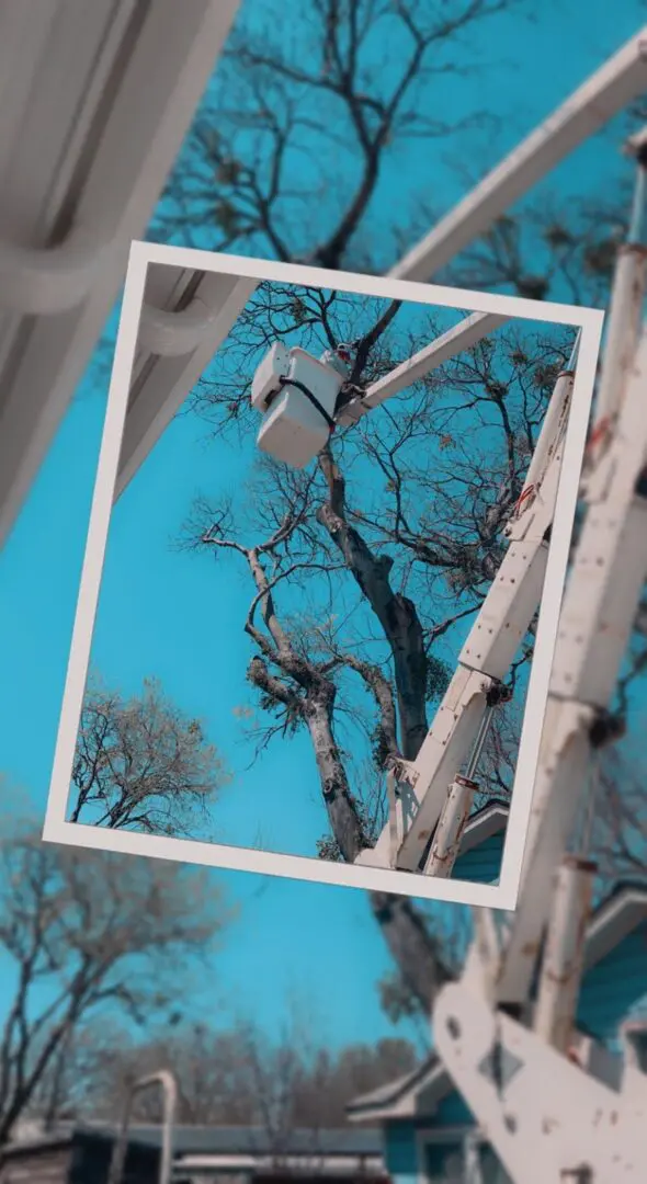 A magnified image of a person working on the branches of a tree